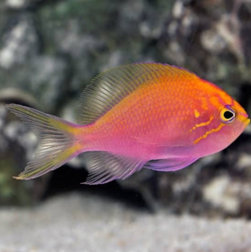 Sunburst Anthias